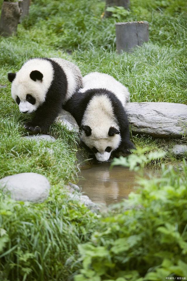大型熊猫徒步游，亲近自然的环保运动的简单介绍
