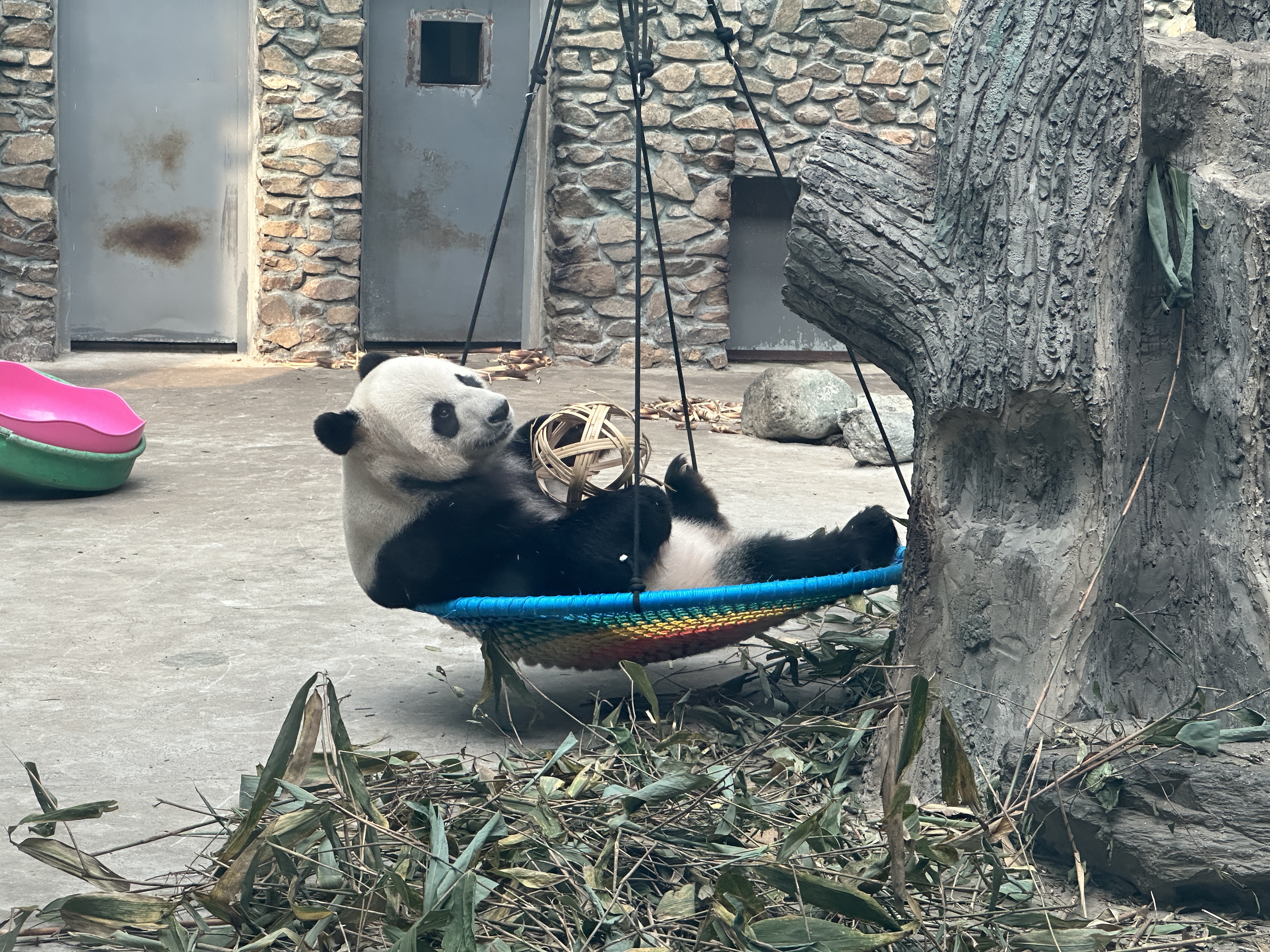 大型熊猫徒步游，亲近自然的环保运动的简单介绍